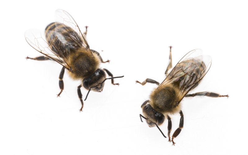 Bee Pest Control Service