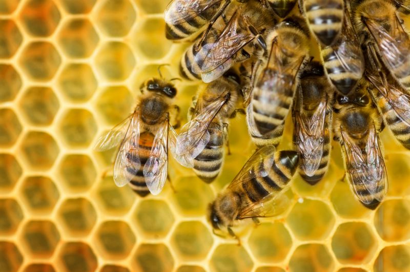 Bee Pest Control Service