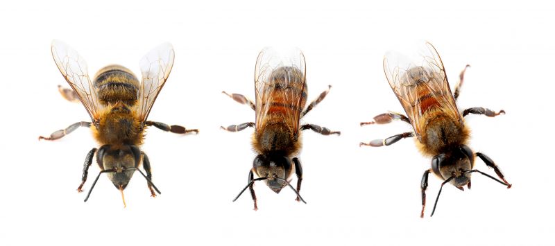 Bee Pest Control Service
