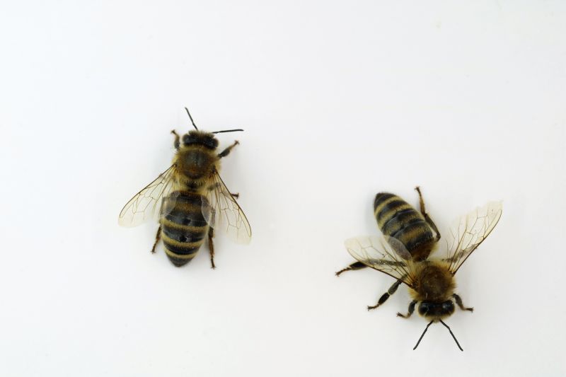 Bee Pest Control Service