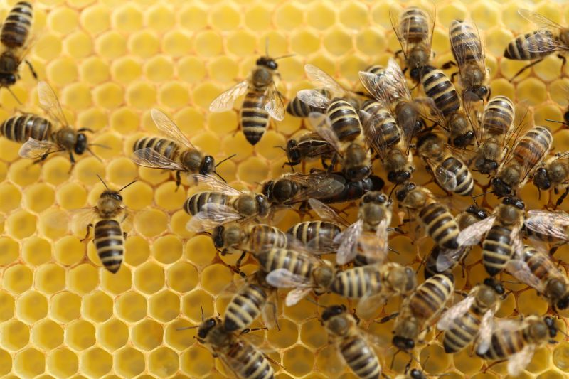 Bee Pest Control Service