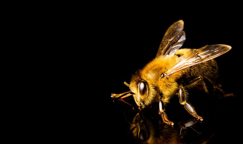 Bee Pest Control Service