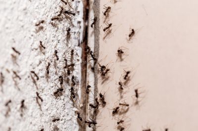 Black Ant Extermination