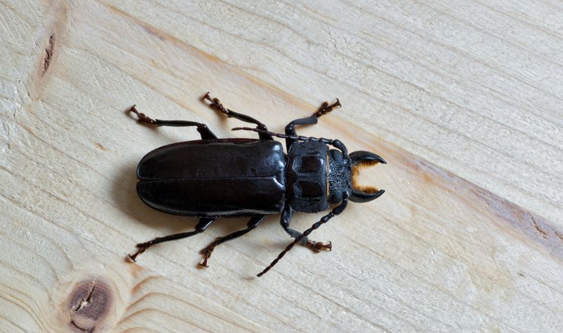 Bug Extermination Service