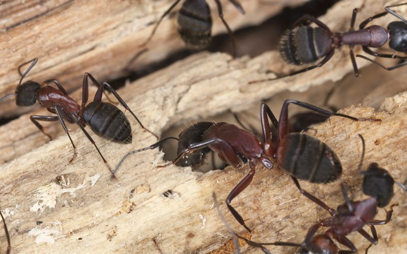 Carpenter Ant Extermination
