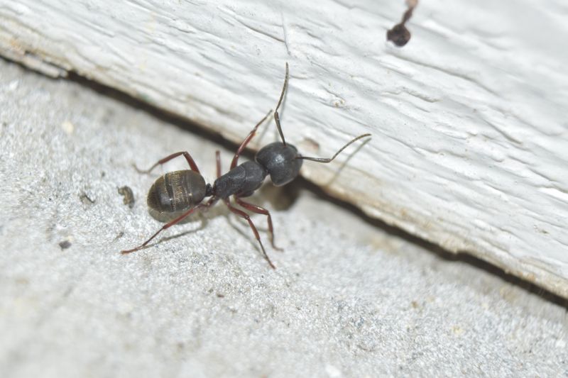 Carpenter Ant Extermination