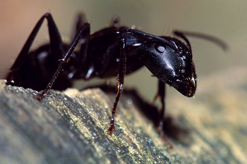 Carpenter Bee Removal Service