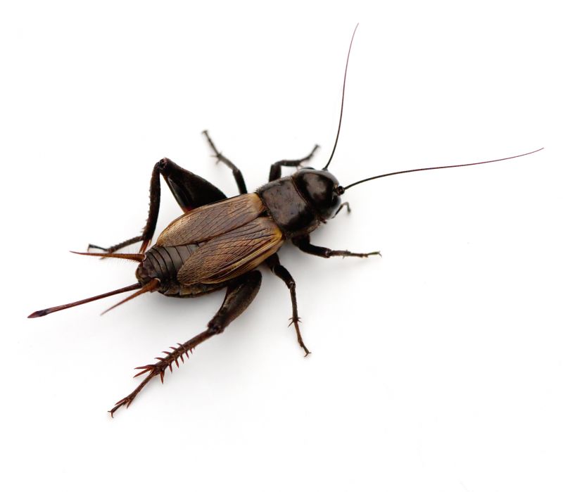 Cricket Control Service