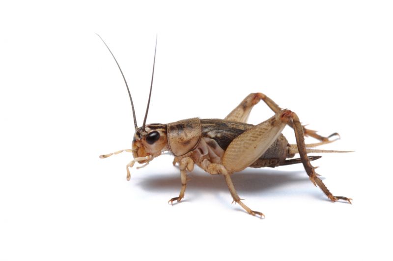Cricket Control Service