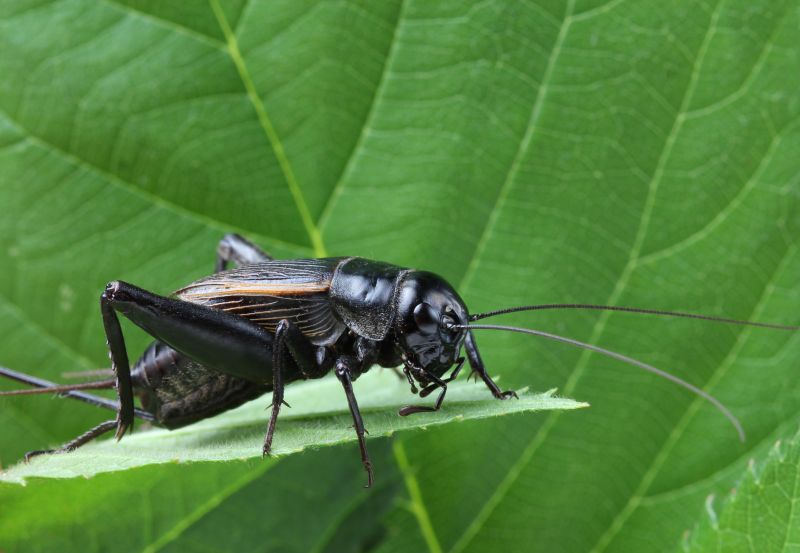 Cricket Control Service