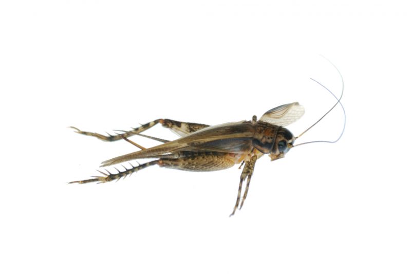 Cricket Control Service