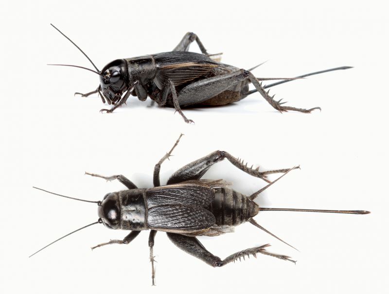 Cricket Control Service