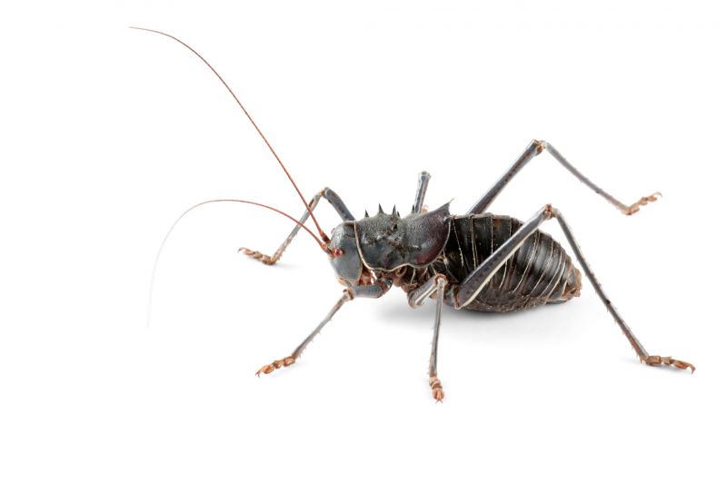 Cricket Control Service