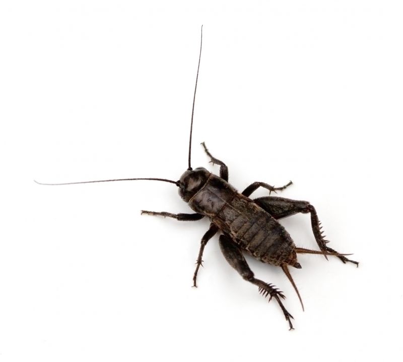 Cricket Control Service