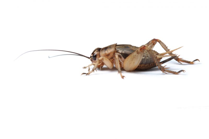 Cricket Control Service