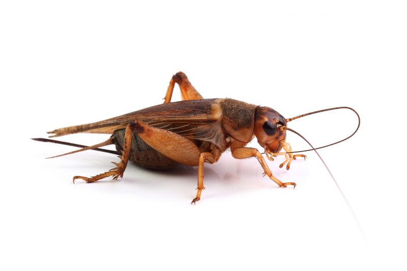 Cricket Control Service