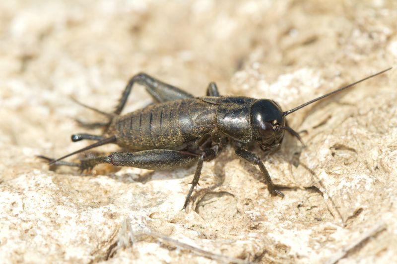 Cricket Removal Service