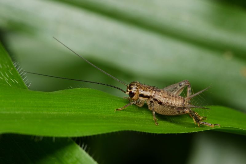 Cricket Removal Service