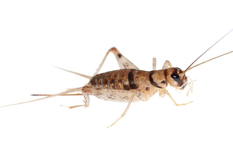 Cricket Removal Service