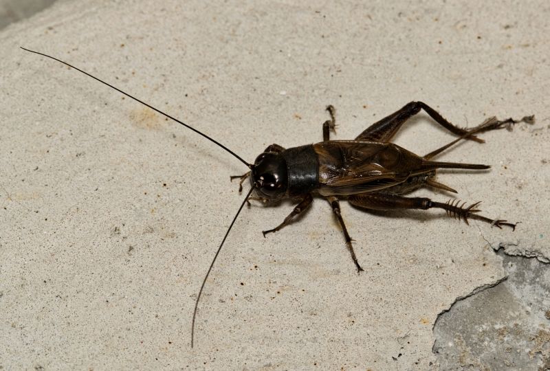 Cricket Removal Service