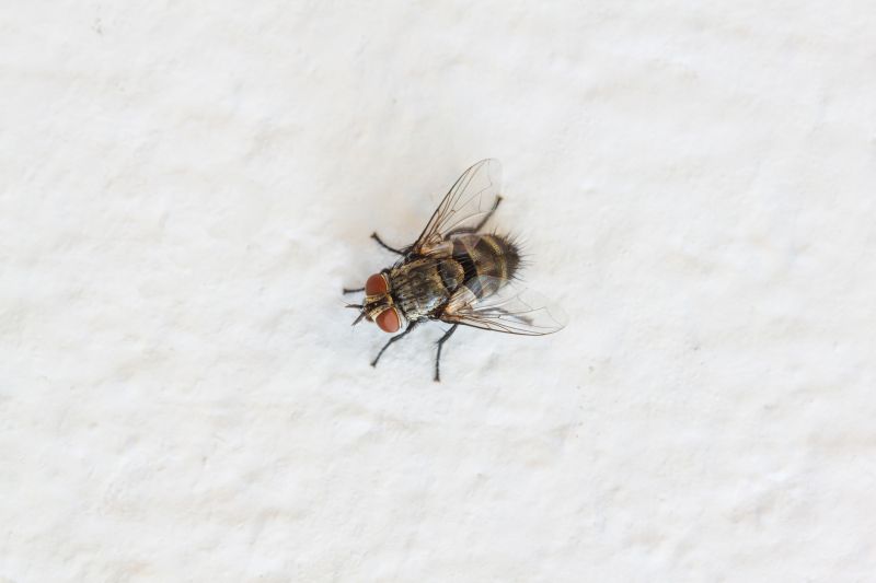 Fly Extermination