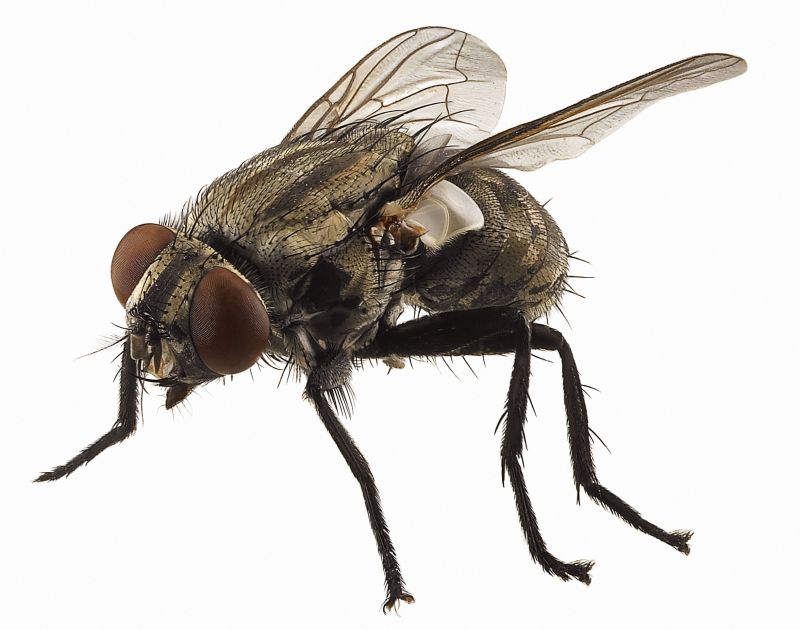 Fly Extermination