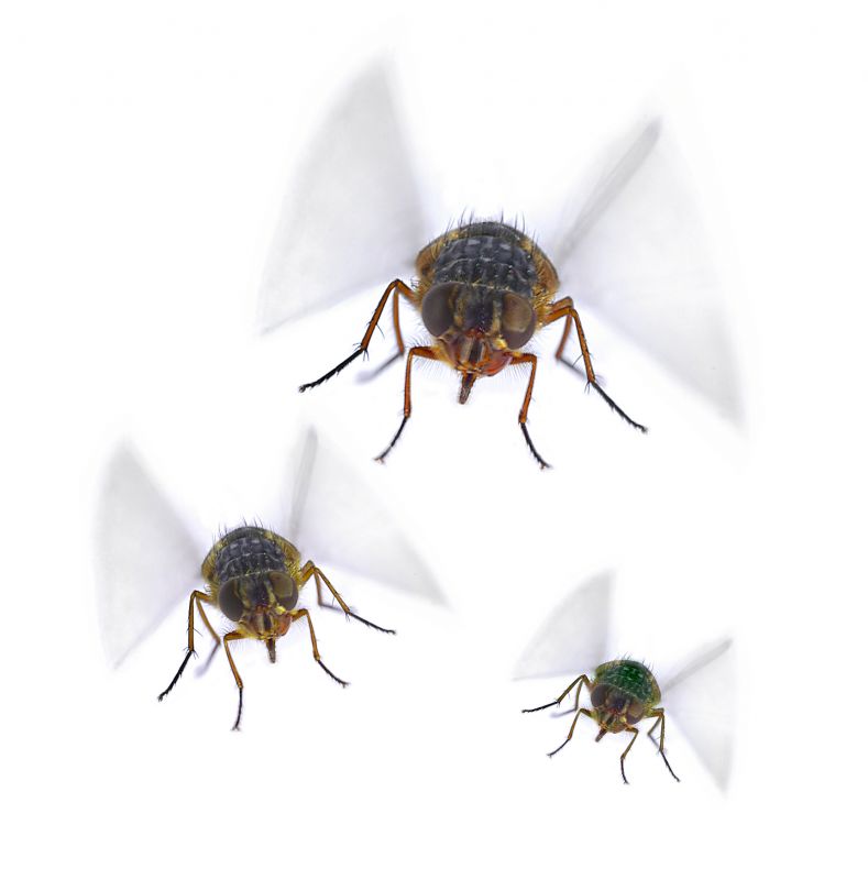 Fly Extermination