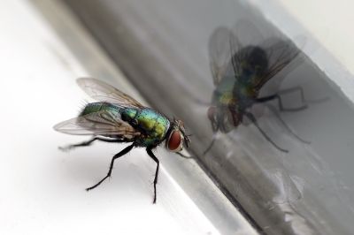 Fly Infestation Extermination