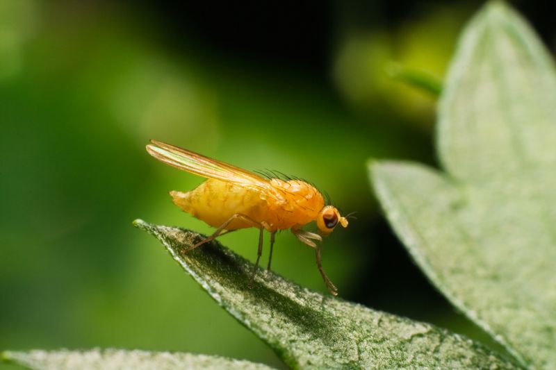 Fly Infestation Extermination