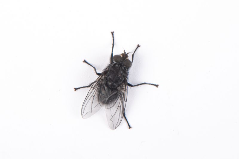 Fly Infestation Extermination