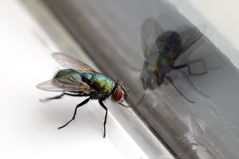 Fly Infestation Extermination