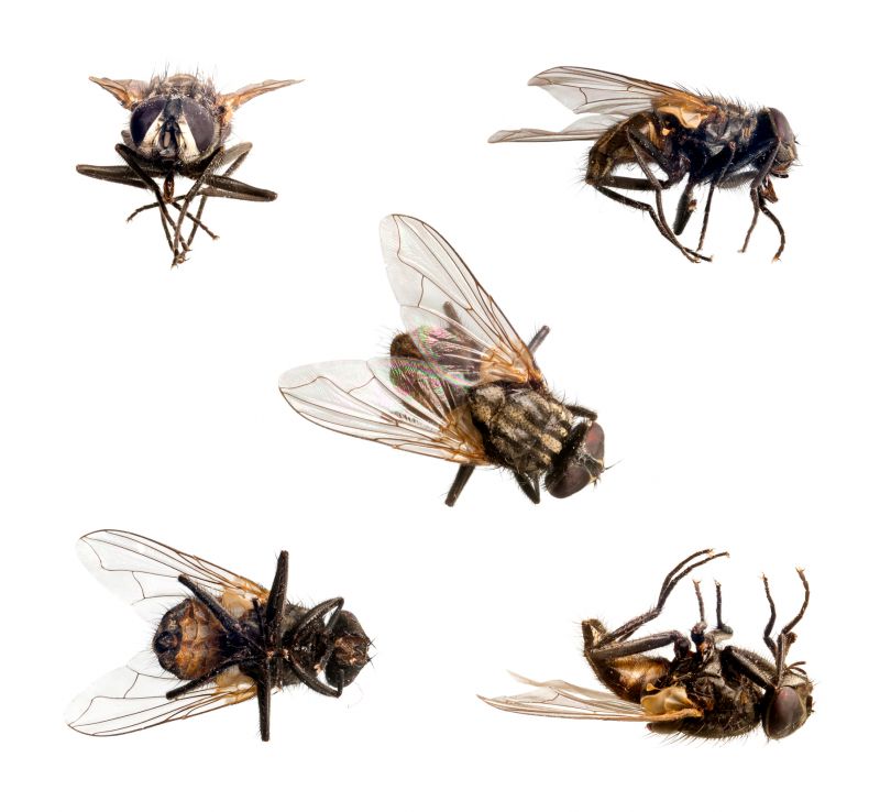 Fly Infestation Extermination