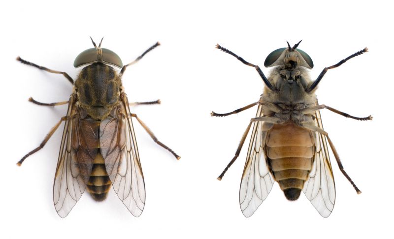 Fly Infestation Extermination