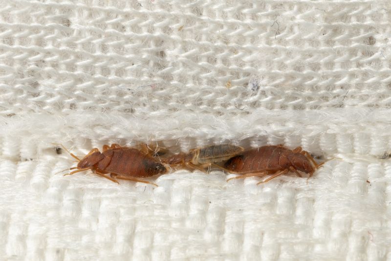 Fly Infestation Extermination