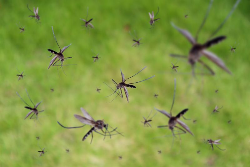 Fly Infestation Extermination