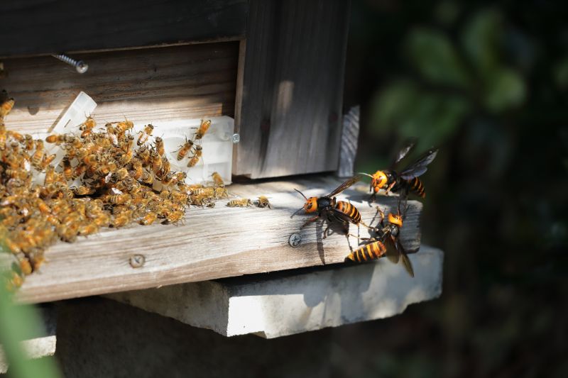 Ground Bees Removal