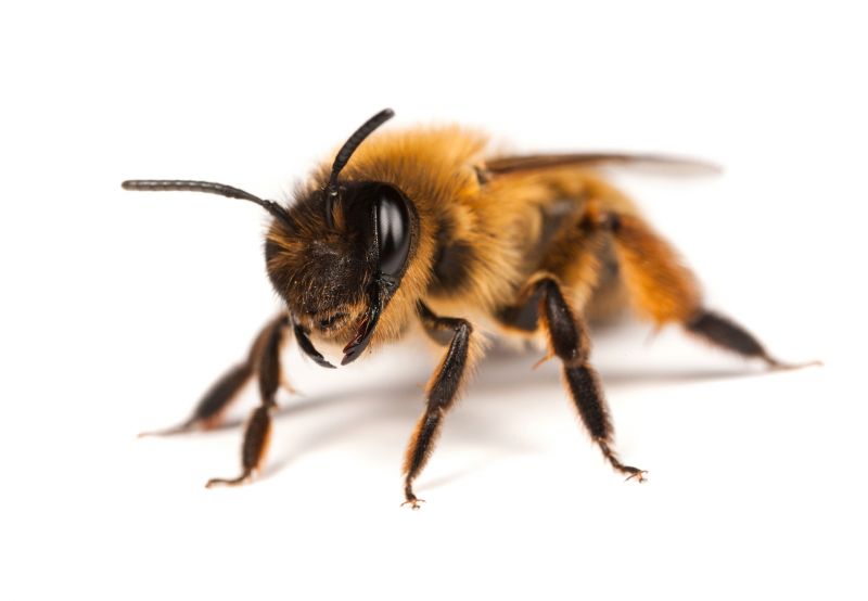 Ground Bees Removal