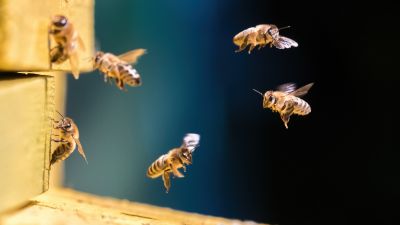 Ground Bees Removal