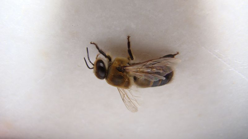 Ground Bees Removal