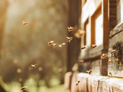Ground Bees Removal