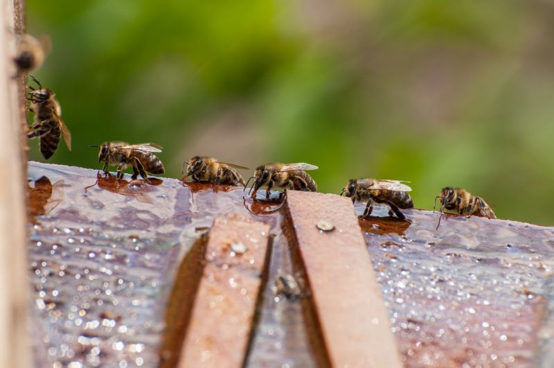 Ground Bees Removal
