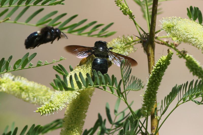 Ground Bees Removal
