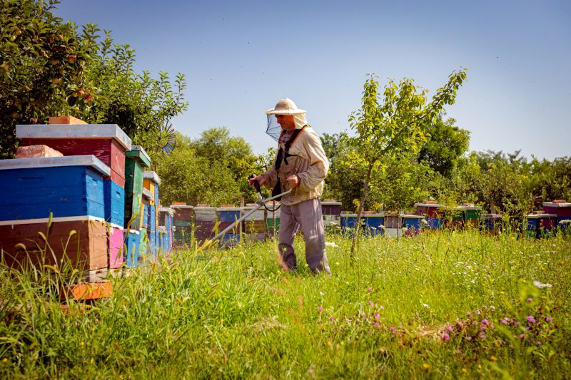 Ground Bees Removal