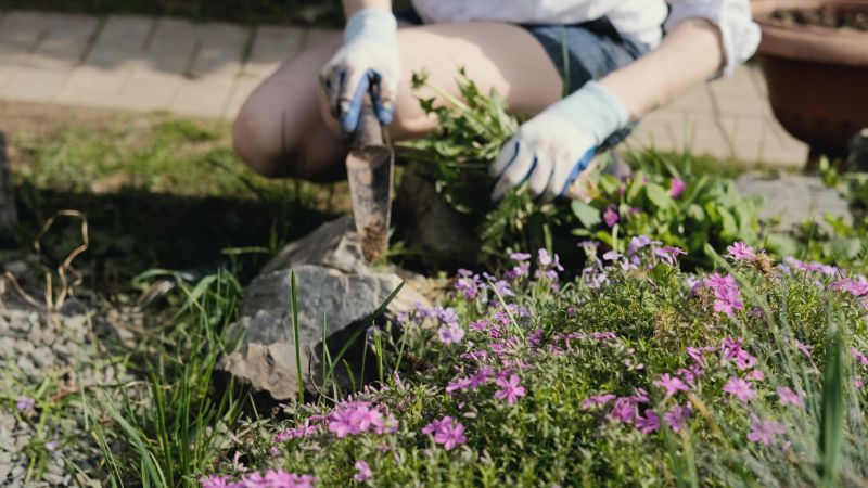 Ground Bees Removal