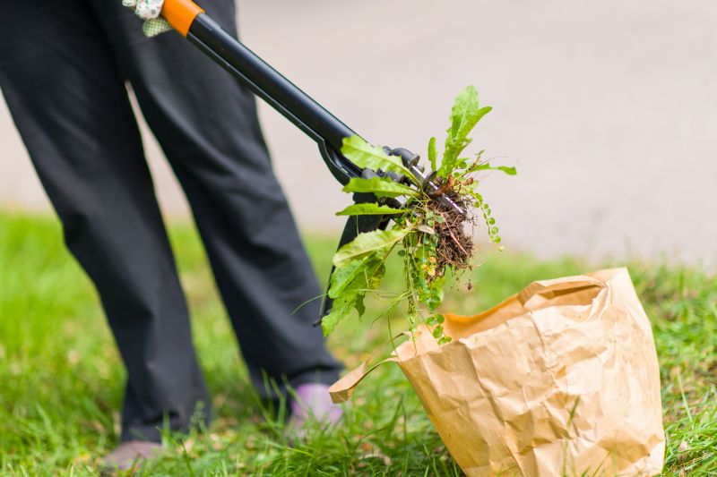 Ground Bees Removal