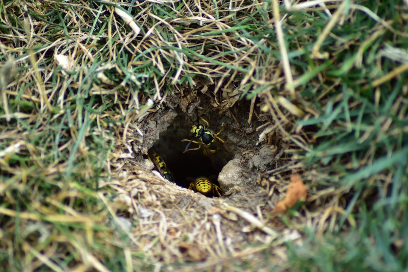 Ground Bees Removal