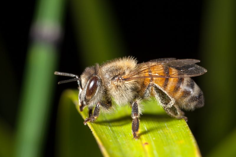 Ground Bees Removal