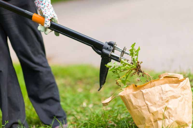 Ground Bees Removal