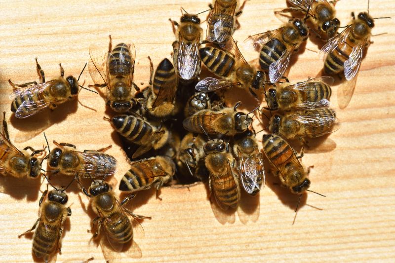 Ground Bees Removal
