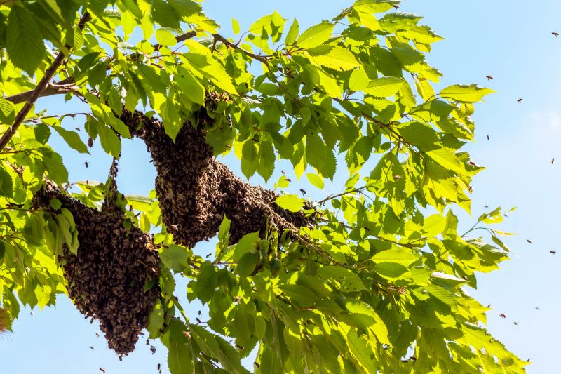 Ground Bees Removal